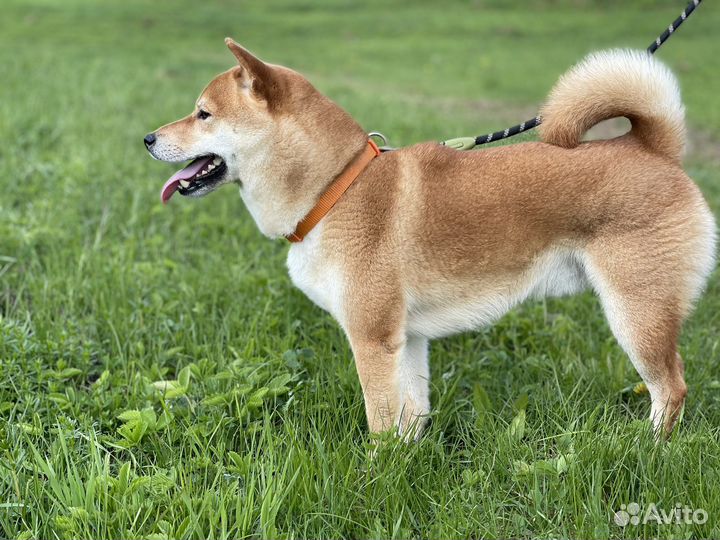 Вязка кобель сиба-ину