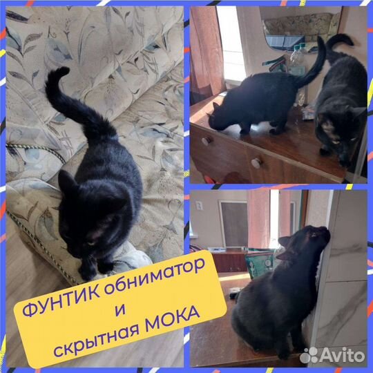 Передержка для кошек