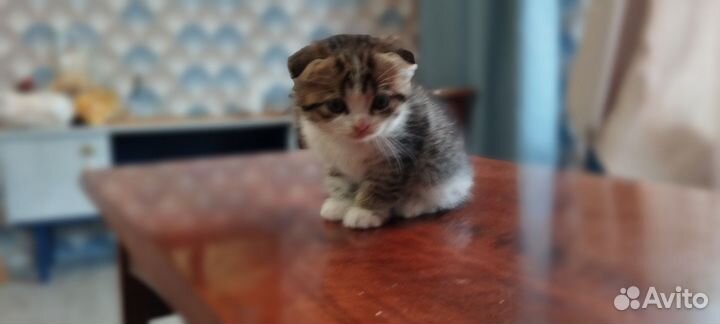 Котята от домашней кошки британки