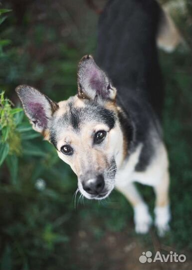Собака в добрые руки. Соня в поисках семьи