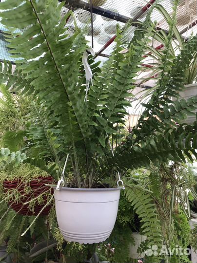 Папоротник комнатный