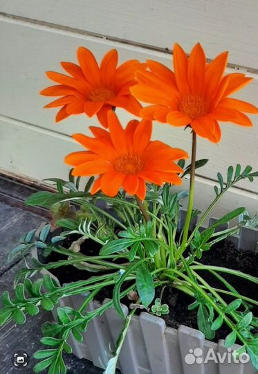 Рассада, композиции в кашпо для террас