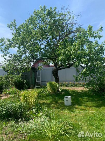 Расчистка участка