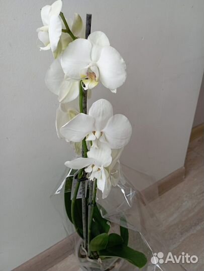 Орхидея фаленопсис