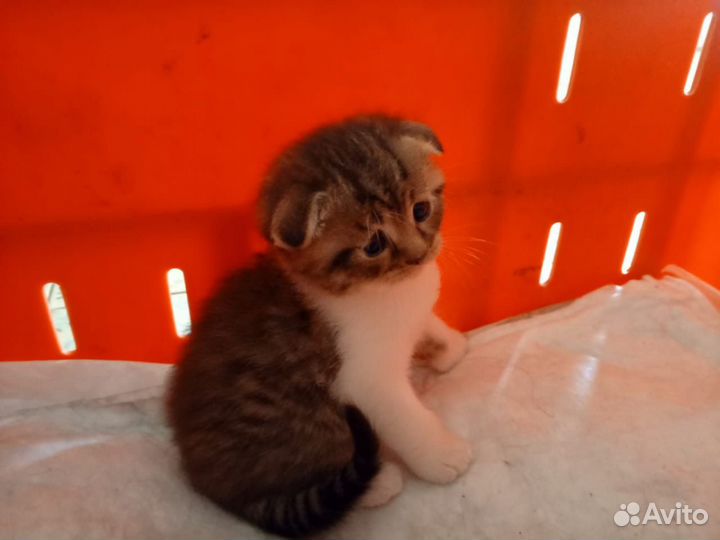 Отдам в добрые руки