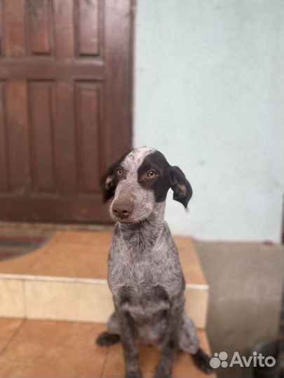 Щенки курцхара