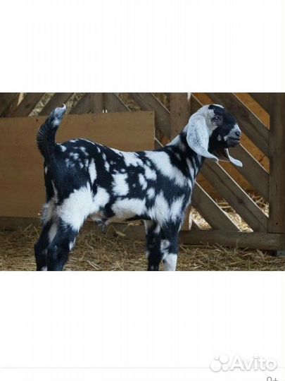 Козлята и дойные козы