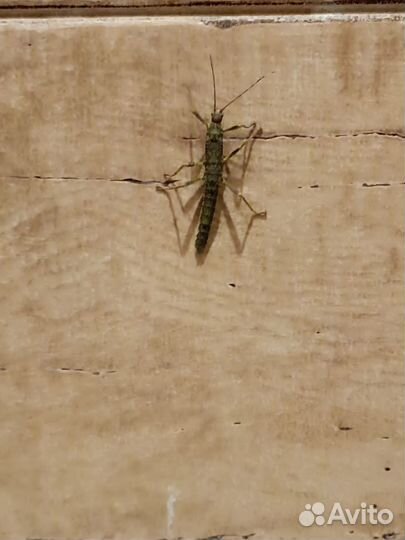 Палочник Новогвинейский (Eurycantha calcarata)