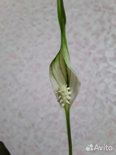 Спатифиллум,кроссандра