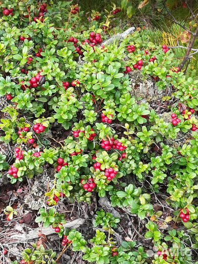 Продам бруснику