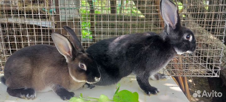 Кролики Рексы, Калифорнийские