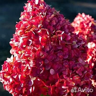 Гортензия метельчатая Пинк энд Роуз