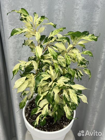 Фикус керли