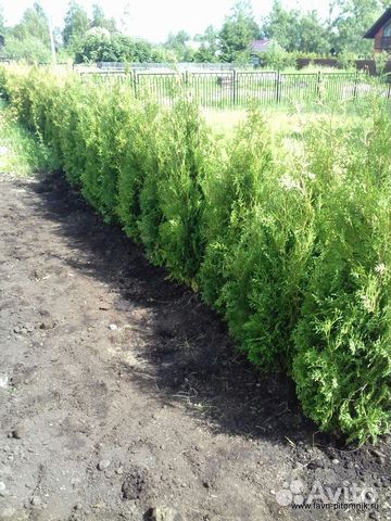 Туя Брабант 2 м