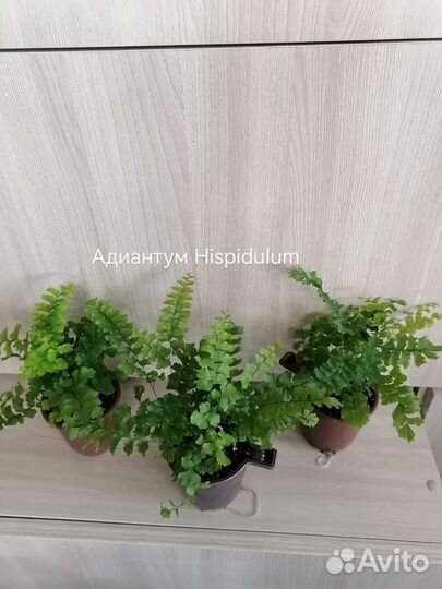 Адиантум
