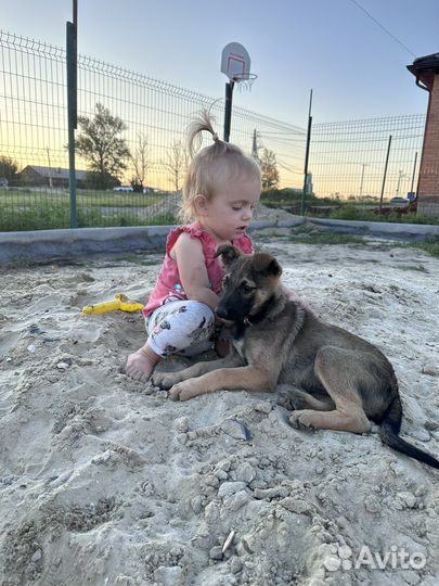 Щенок в добрые руки бесплатно