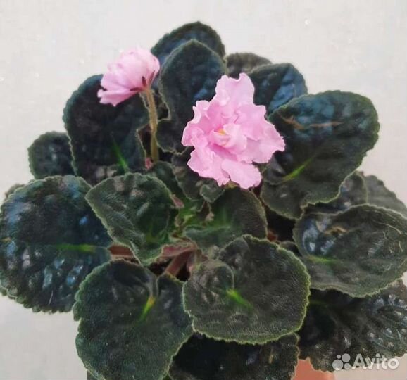 Фиалки цветущие