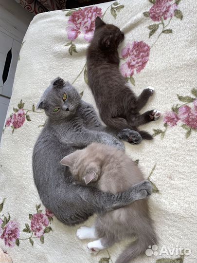 Шотландские котята