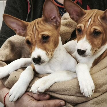 Басенджи, щенок