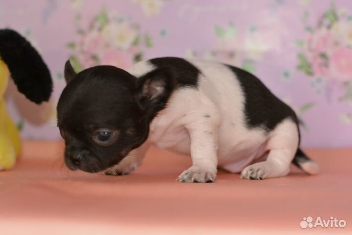 Шикарные малыши