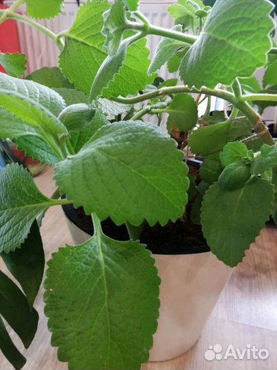 Садовая Мята Плектрантус