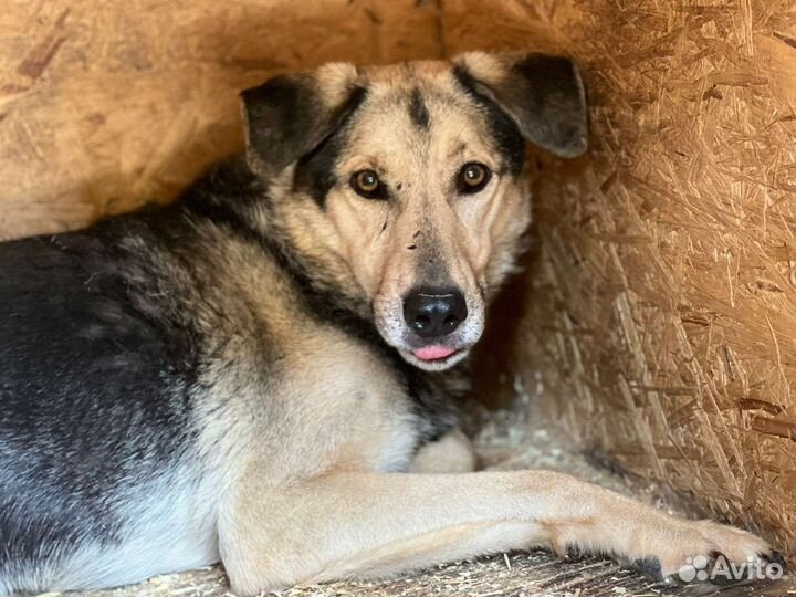 Собака Ларс. из приюта