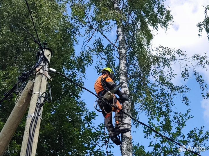 Спил деревьев на участке и расчистка участка от де