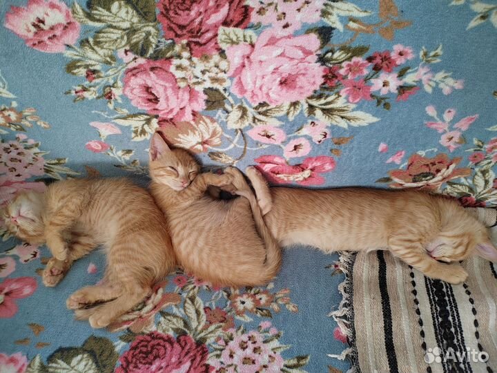 Котята в добрые руки