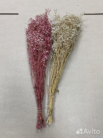 Ягель мох, Растения, Кочки