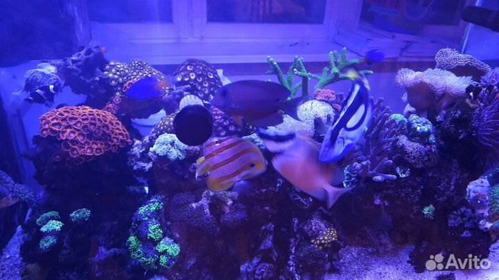 Морской аквариум 550л