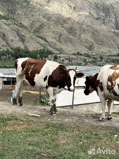 Продаются коровы айширской породы. Всего7 голов