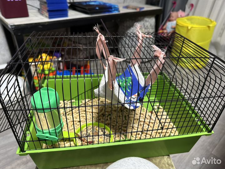 Крыса Дамбо с клеткой