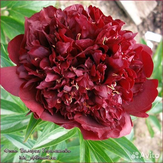 Paeonia Chocolate Soldier