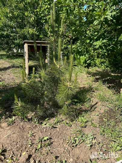 Крымская сосна