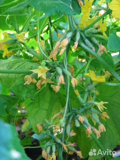 Скороспелый Крак F1 Польша 36 дней