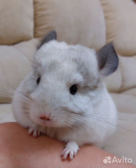 Шиншилла девочка 1год 1 месяц