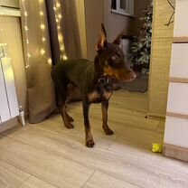 Доберман, щенок