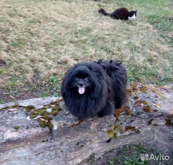 Девочки шпица