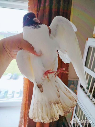 Голубь бойный головастик