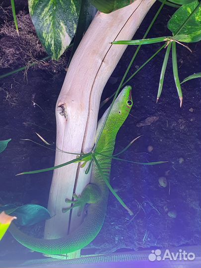 Террариум Exo Terra 60x45x60 с геконом