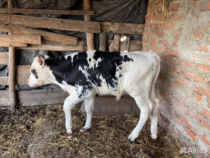 Бычки и телята