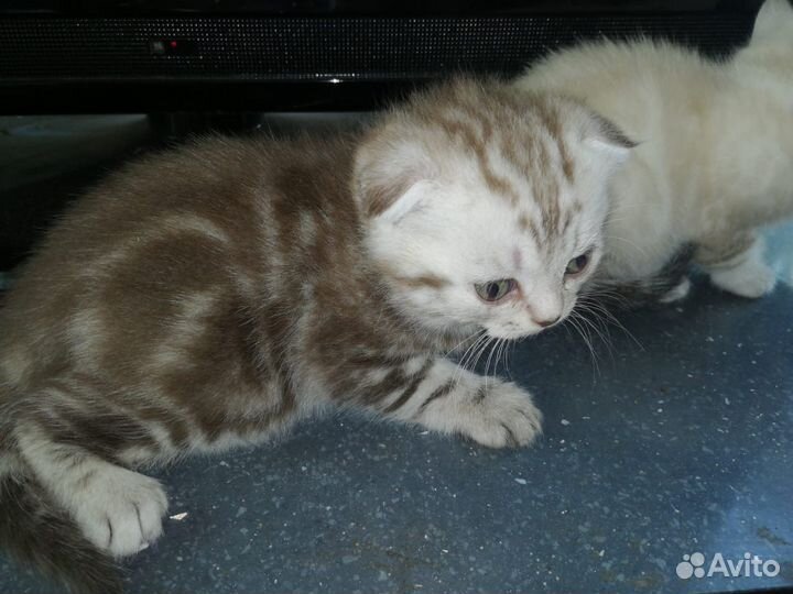 Шотландские котята