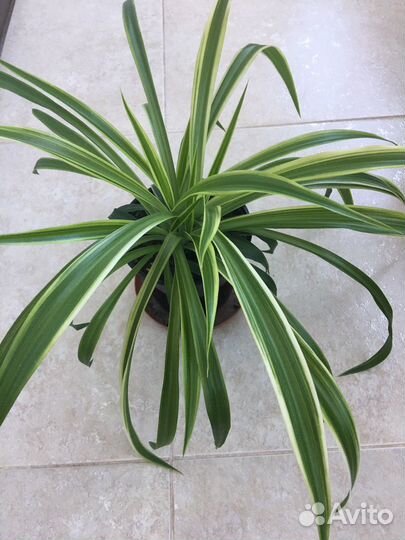 Хлорофитум