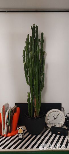 Молочай трехгранный, Euphorbia trigona, эуфорбия