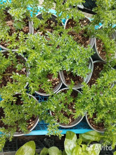 Хлорофитум, традесканция, плектрантус, аптения