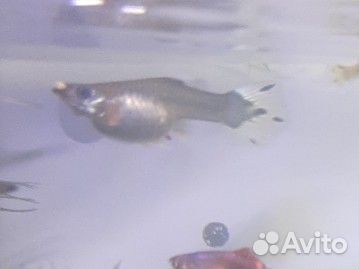 Самки гуппи бесплатно