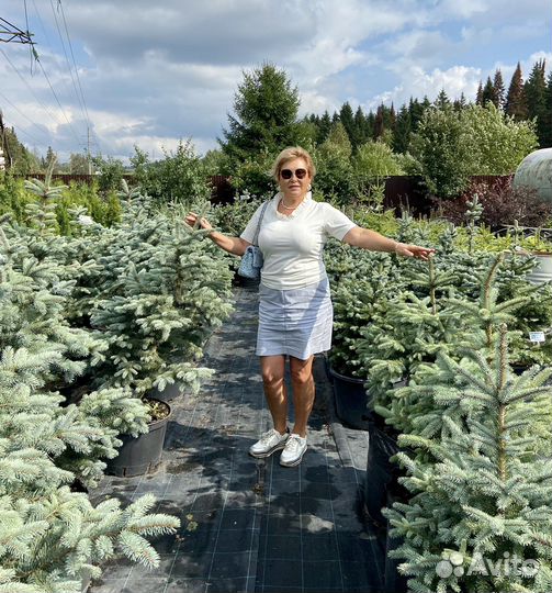 Питомник декоративных растений