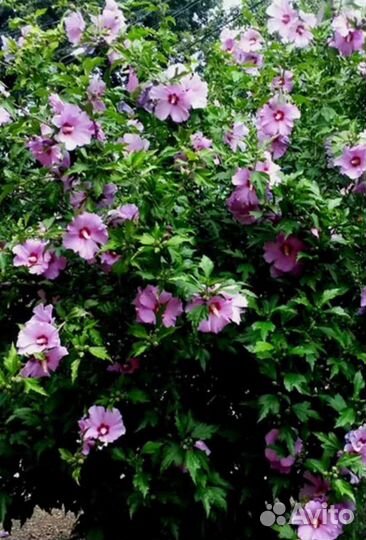 Гибискус древовидный сирийский садовый