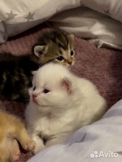 Шотландские котята