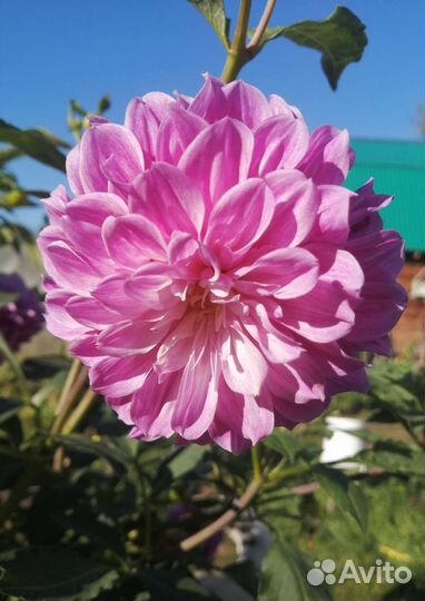 Георгины клубни